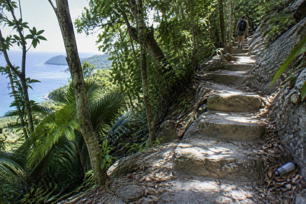 A steep rainforest walking track winding uphill through dense green foliage