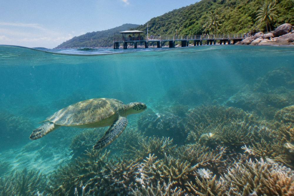 Green turtle swimming over coral in clear tropical water