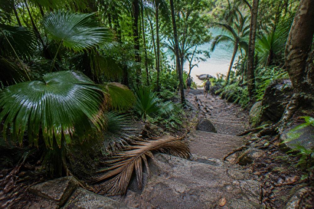 A walking track of stone steps winding through dense rainforest toward a beach