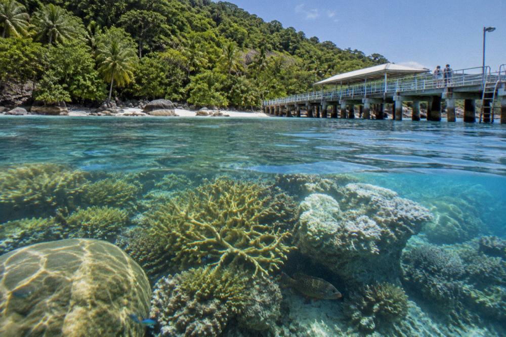 Bright coral and small reef fish in clear shallow water above a fringing reef