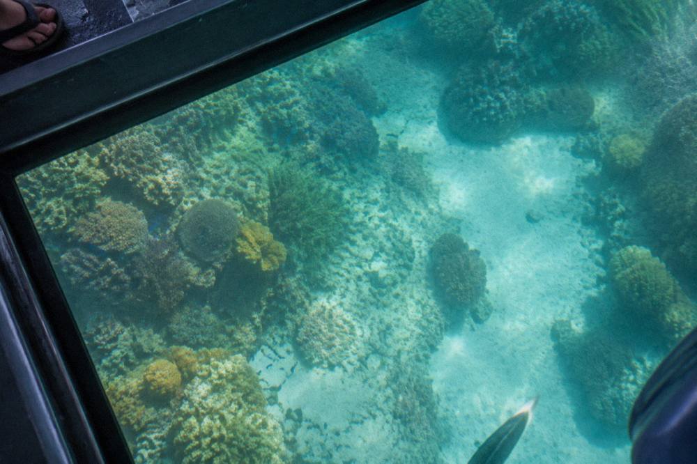 Coral formations and reef fish seen through the clear viewing panel of a boat