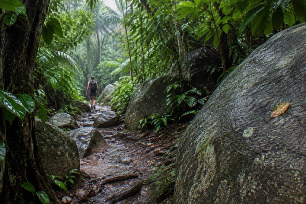 Rainforest trail with granite boulders and dense green canopy on a tropical island walk