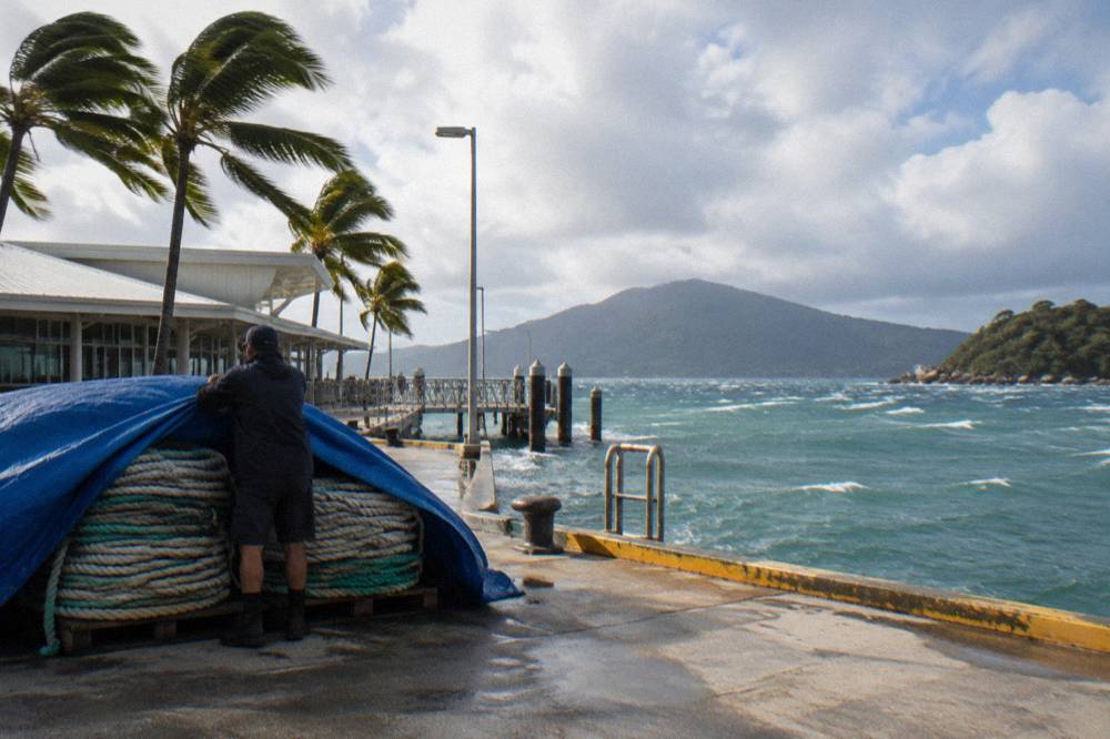 Palm trees bending under strong wind along a tropical waterfront