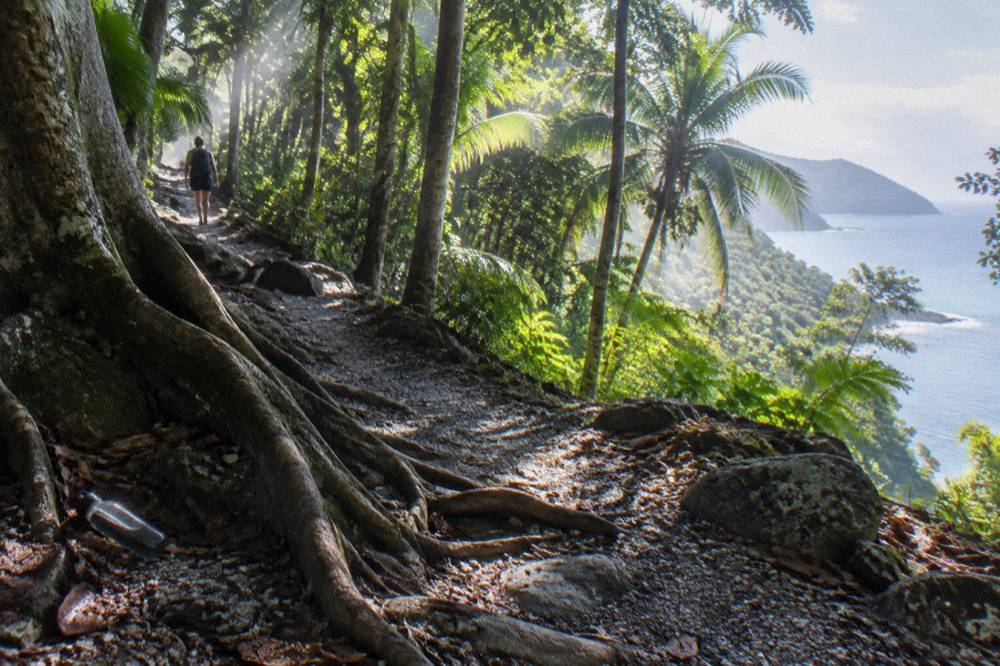 Walking track through rainforest on Fitzroy Island with filtered sunlight