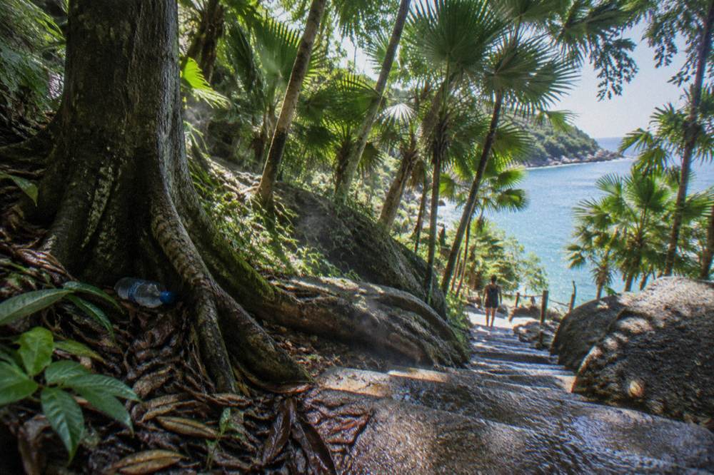 A rainforest walking track on a tropical island leading toward a beach