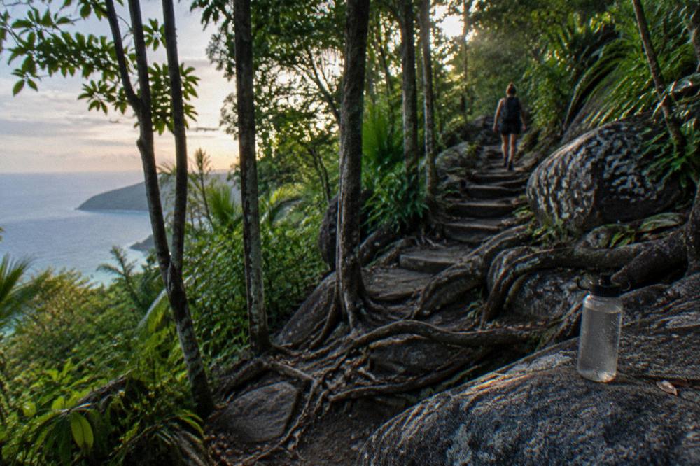 Rainforest walking track climbing through dense tropical vegetation