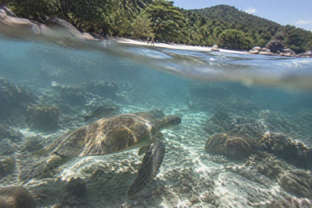 A green sea turtle swimming over a shallow coral reef