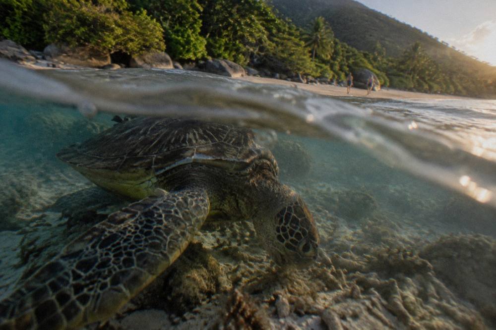 A large sea turtle swimming over coral in clear shallow water