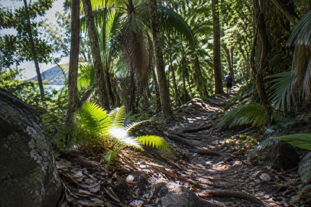 Shaded walking track through rainforest with filtered sunlight on the path