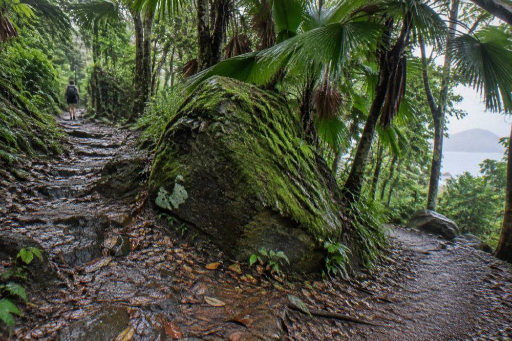 A shaded rainforest path with a wooden direction sign at a track junction