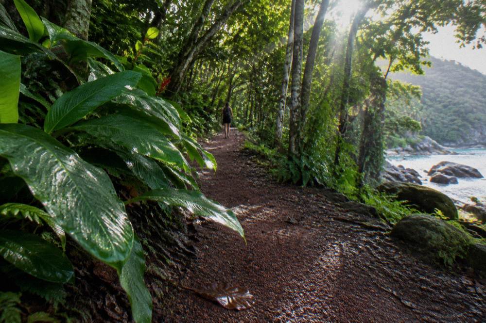 A rainforest path with large green leaves wet after rain
