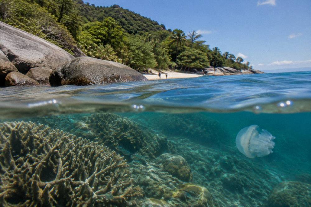 Coral and fish visible through clear water near a rocky headland
