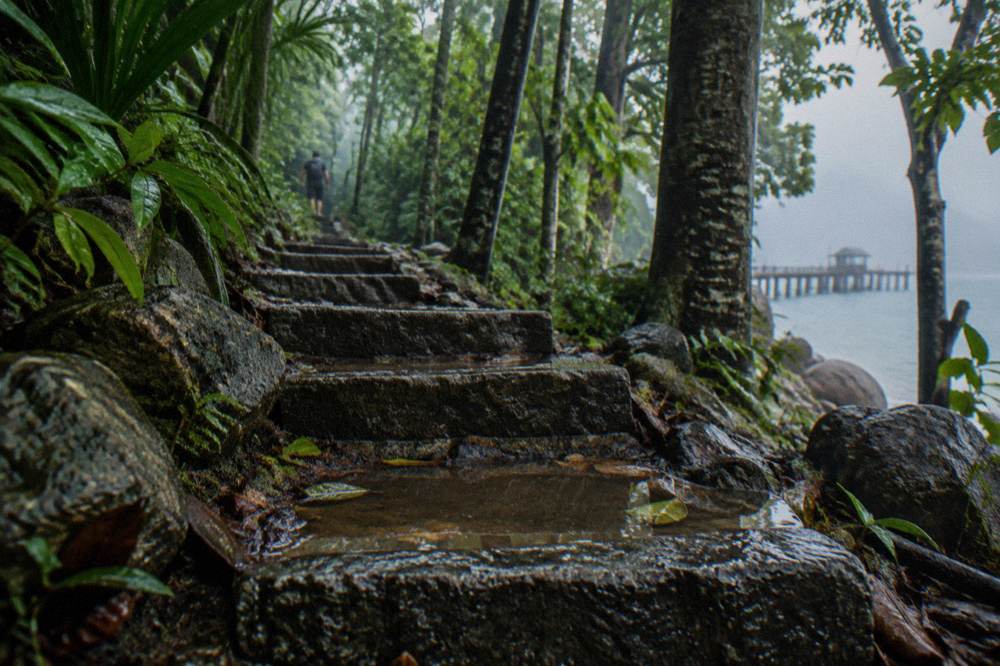 Stone steps climbing through dense rainforest on a walking track