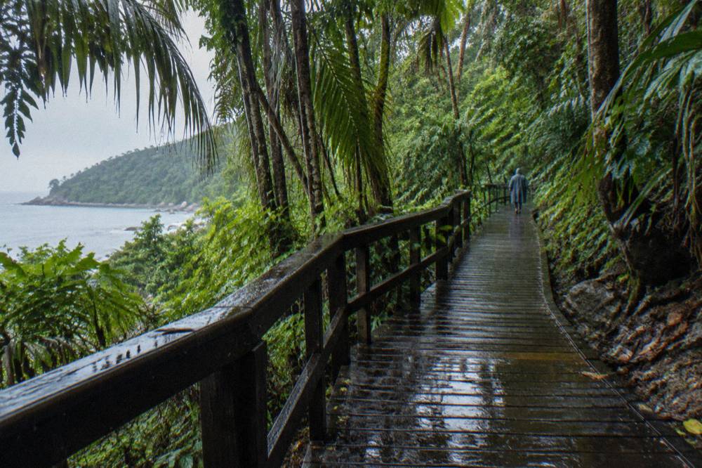 Rainforest boardwalk through dense green tropical foliage near Cairns