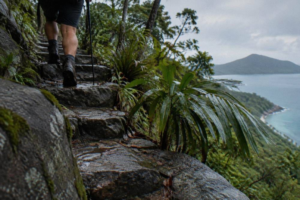 Rainforest walking track with steep stone steps winding through dense green foliage